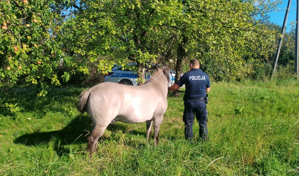 Policjanci schwytali spłoszonego konia biegającego ulicami Narola