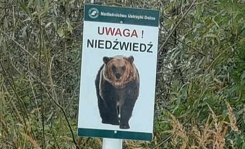 Niedźwiedź zaatakował mężczyznę