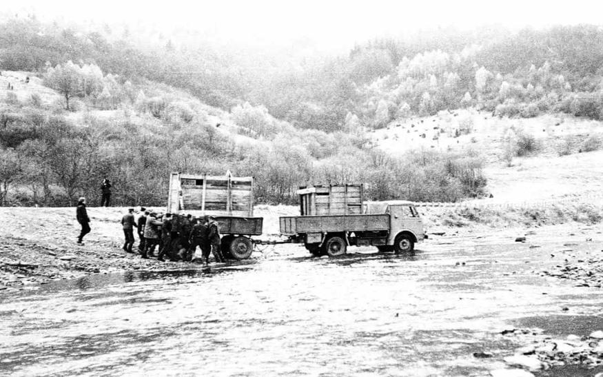 Historia Żubrów w Bieszczadach: Pierwszy Transport i Wolność.